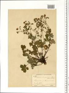 Potentilla leucopolitana P. J. Müll. ex F. W. Schultz, Eastern Europe, Moscow region (E4a) (Russia)