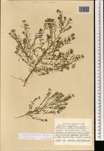 Grubovia melanoptera (Bunge) Freitag & G. Kadereit, Mongolia (MONG) (Mongolia)