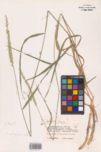 Agropyron fragile (Roth) P.Candargy, Eastern Europe, Lower Volga region (E9) (Russia)