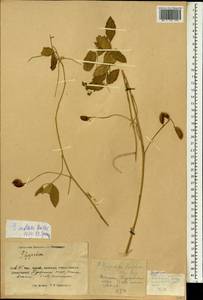 Glycyrrhiza inflata Batalin, South Asia, South Asia (Asia outside ex-Soviet states and Mongolia) (ASIA) (China)