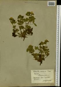 Potentilla asperrima Turcz., Siberia, Yakutia (S5) (Russia)