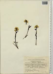 Pedicularis lapponica L., Siberia, Chukotka & Kamchatka (S7) (Russia)