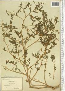Atriplex sphaeromorpha Iljin, Eastern Europe, South Ukrainian region (E12) (Ukraine)