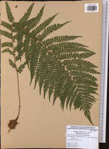 Dryopteris filix-mas (L.) Schott, Eastern Europe, Central region (E4) (Russia)