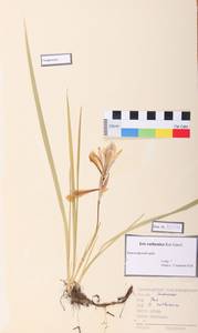 Iris ruthenica Ker Gawl., Siberia (no precise locality) (S0) (Russia)