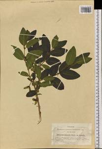 Lonicera hispida Pall. ex Roem. & Schult., Siberia, Altai & Sayany Mountains (S2) (Russia)