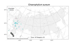 Chaerophyllum aureum L., Atlas of the Russian Flora (FLORUS) (Russia)