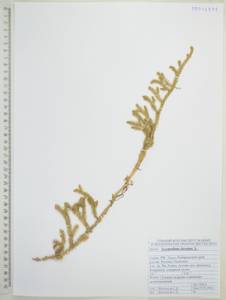 Lycopodium clavatum L., Siberia, Russian Far East (S6) (Russia)