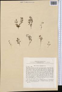 Veronica campylopoda Boiss., Middle Asia, Syr-Darian deserts & Kyzylkum (M7) (Kazakhstan)