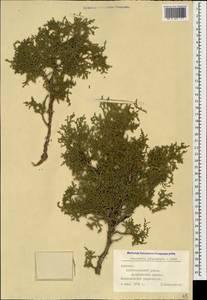 Juniperus excelsa subsp. polycarpos (K.Koch) Takht., Caucasus, Armenia (K5) (Armenia)