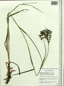 Scirpus orientalis Ohwi, Siberia, Baikal & Transbaikal region (S4) (Russia)