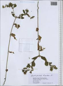 Acanthospermum hispidum DC., Africa (AFR) (Cape Verde)