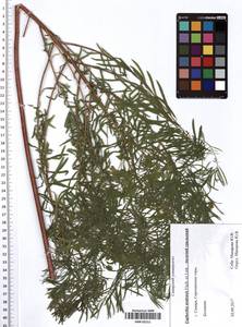 Euphorbia uralensis Fisch. ex Link, Eastern Europe, Middle Volga region (E8) (Russia)