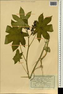 Ricinus communis L., South Asia, South Asia (Asia outside ex-Soviet states and Mongolia) (ASIA) (Afghanistan)