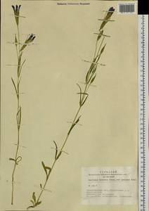 Gentianopsis barbata (Froel.) Ma, Siberia, Western Siberia (S1) (Russia)
