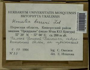 Alleniella besseri (Lobarz.) S. Olsson, Enroth & D. Quandt, Bryophytes, Bryophytes - Permsky Krai, Udmurt Republic, Sverdlovsk & Kirov Oblasts (B8) (Russia)