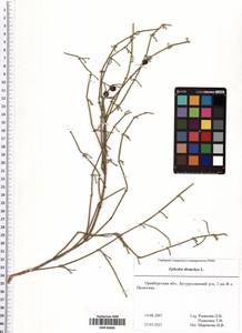 Ephedra distachya L., Eastern Europe, Eastern region (E10) (Russia)