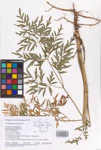 Silphiodaucus prutenicus subsp. prutenicus, Eastern Europe, Central region (E4) (Russia)