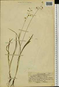 Anticlea sibirica (L.) Kunth, Siberia, Altai & Sayany Mountains (S2) (Russia)