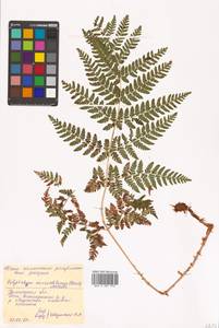 Polystichum microchlamys (Christ) Matsum., Siberia, Chukotka & Kamchatka (S7) (Russia)