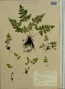 Dryopteris carthusiana (Vill.) H. P. Fuchs, Eastern Europe, Latvia (E2b) (Latvia)