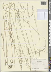 Poa palustris L., Eastern Europe, Northern region (E1) (Russia)