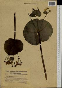Caltha palustris var. barthei Hance, Siberia, Russian Far East (S6) (Russia)
