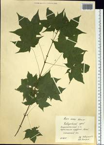 Acer pictum subsp. mono (Maxim.) H. Ohashi, Siberia, Russian Far East (S6) (Russia)