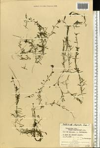 Callitriche stagnalis Scop., Eastern Europe, West Ukrainian region (E13) (Ukraine)