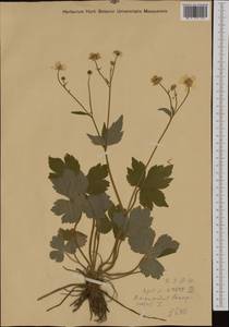 Ranunculus lanuginosus L., Western Europe (EUR)