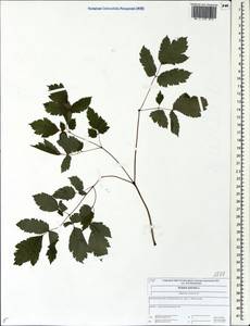 Actaea spicata L., Eastern Europe, Central forest region (E5) (Russia)