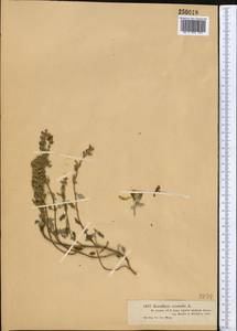 Scutellaria orientalis L., Middle Asia, Dzungarian Alatau & Tarbagatai (M5) (Kazakhstan)