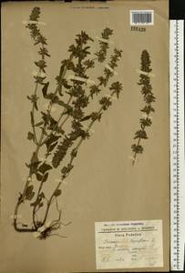 Dracocephalum thymiflorum L., Eastern Europe, South Ukrainian region (E12) (Ukraine)