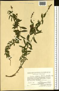 Linaria acutiloba Fisch. ex Rchb., Siberia, Altai & Sayany Mountains (S2) (Russia)