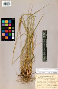 Elymus dahuricus Griseb., Siberia, Baikal & Transbaikal region (S4) (Russia)