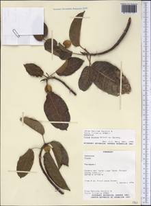 Ficus eximia Schott, America (AMER) (Paraguay)