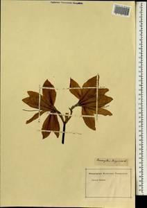 Hippeastrum reginae (L.) Herb., Africa (AFR) (Not classified)