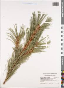 Pinus pumila (Parl.) Regel, Siberia, Baikal & Transbaikal region (S4) (Russia)