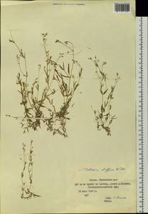 Stellaria longifolia (Regel) Muhl. ex Willd., Siberia, Yakutia (S5) (Russia)