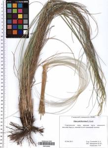 Stipa pulcherrima K.Koch, Eastern Europe, Middle Volga region (E8) (Russia)