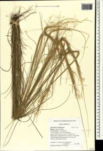 Stipa capillata L., Crimea (KRYM) (Russia)