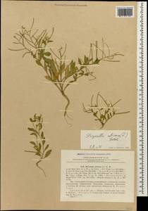 Strigosella africana (L.) Botsch., Caucasus, Georgia (K4) (Georgia)