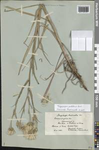 Tragopogon podolicus Besser ex DC., Eastern Europe, Lower Volga region (E9) (Russia)