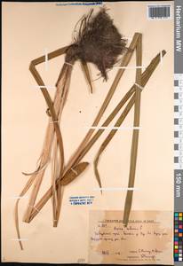 Acorus calamus L., Siberia, Russian Far East (S6) (Russia)