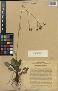 Hieracium sylvaticum, Western Europe (EUR) (Poland)
