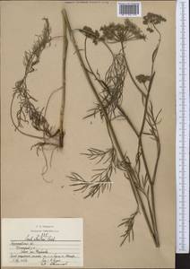 Seseli strictum Ledeb., Middle Asia, Northern & Central Kazakhstan (M10) (Kazakhstan)
