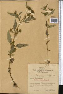 Bidens tripartita L., Middle Asia, Northern & Central Kazakhstan (M10) (Kazakhstan)