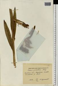 Anacamptis palustris (Jacq.) R.M.Bateman, Pridgeon & M.W.Chase, Eastern Europe, West Ukrainian region (E13) (Ukraine)