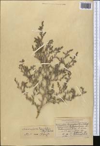 Climacoptera longistylosa (Iljin) Botsch., Middle Asia, Syr-Darian deserts & Kyzylkum (M7) (Uzbekistan)