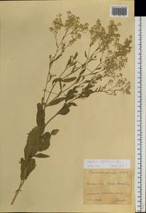 Lepidium latifolium L., Siberia, Western Siberia (S1) (Russia)